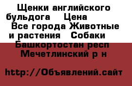 Щенки английского бульдога  › Цена ­ 60 000 - Все города Животные и растения » Собаки   . Башкортостан респ.,Мечетлинский р-н